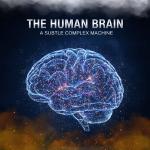 The Human Brain